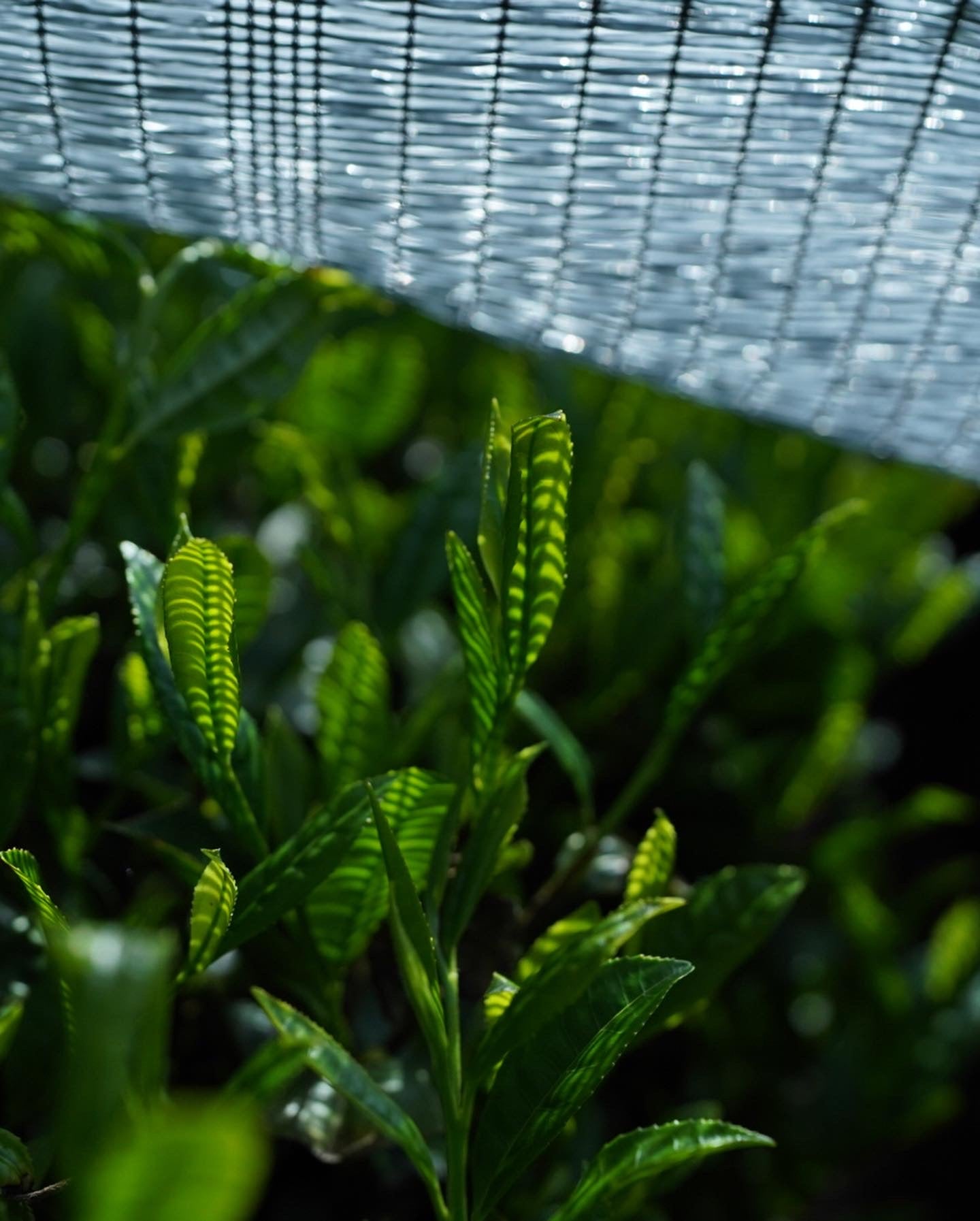 Oyama Seicha Yabukita Ryokucha 80g