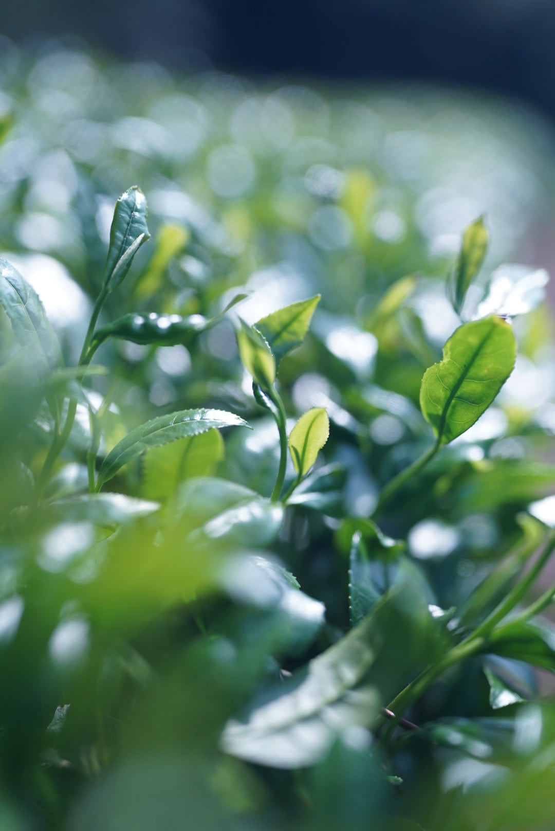 Oyama Seicha Okumidori Ryokucha 80g