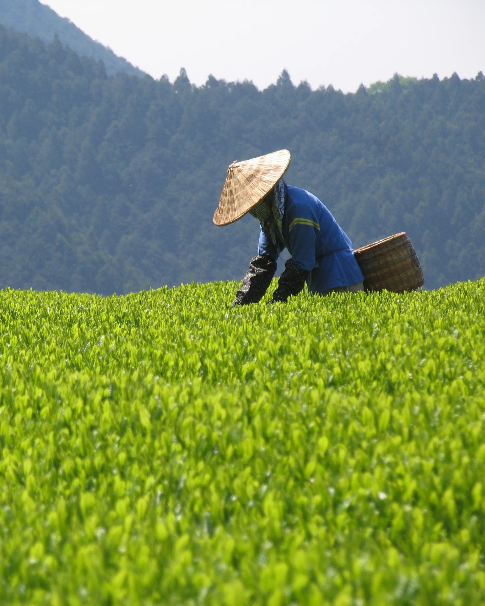 Person in a blue jacket and straw hat working in a lush green tea field with mountains in the background.