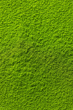 Honyama Matcha