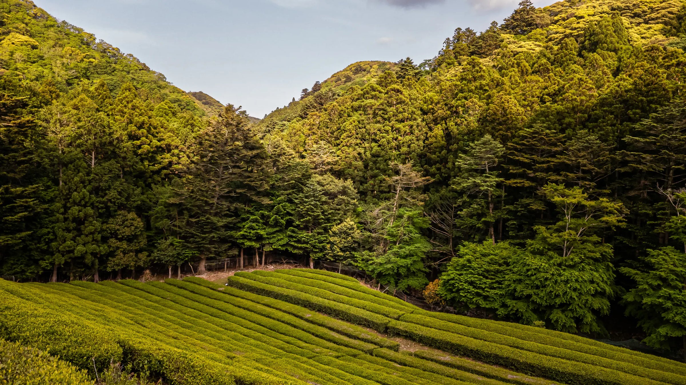 Tea plantations with green hills and trees in the background