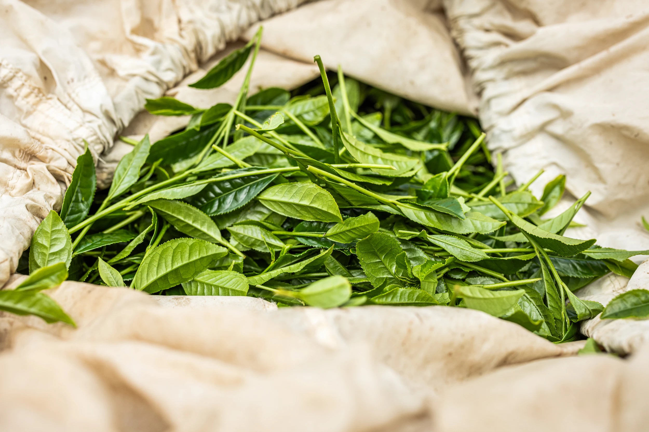 Fresh green tea leaves piled on natural linen fabric.
