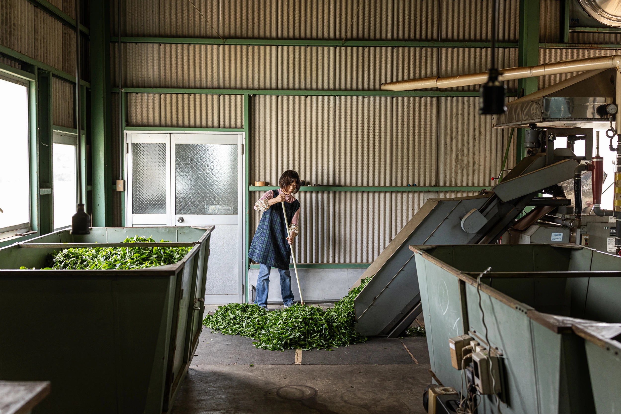 Green tea leaves swept into a withering trough by a worker in a Japanese tea processing factory.