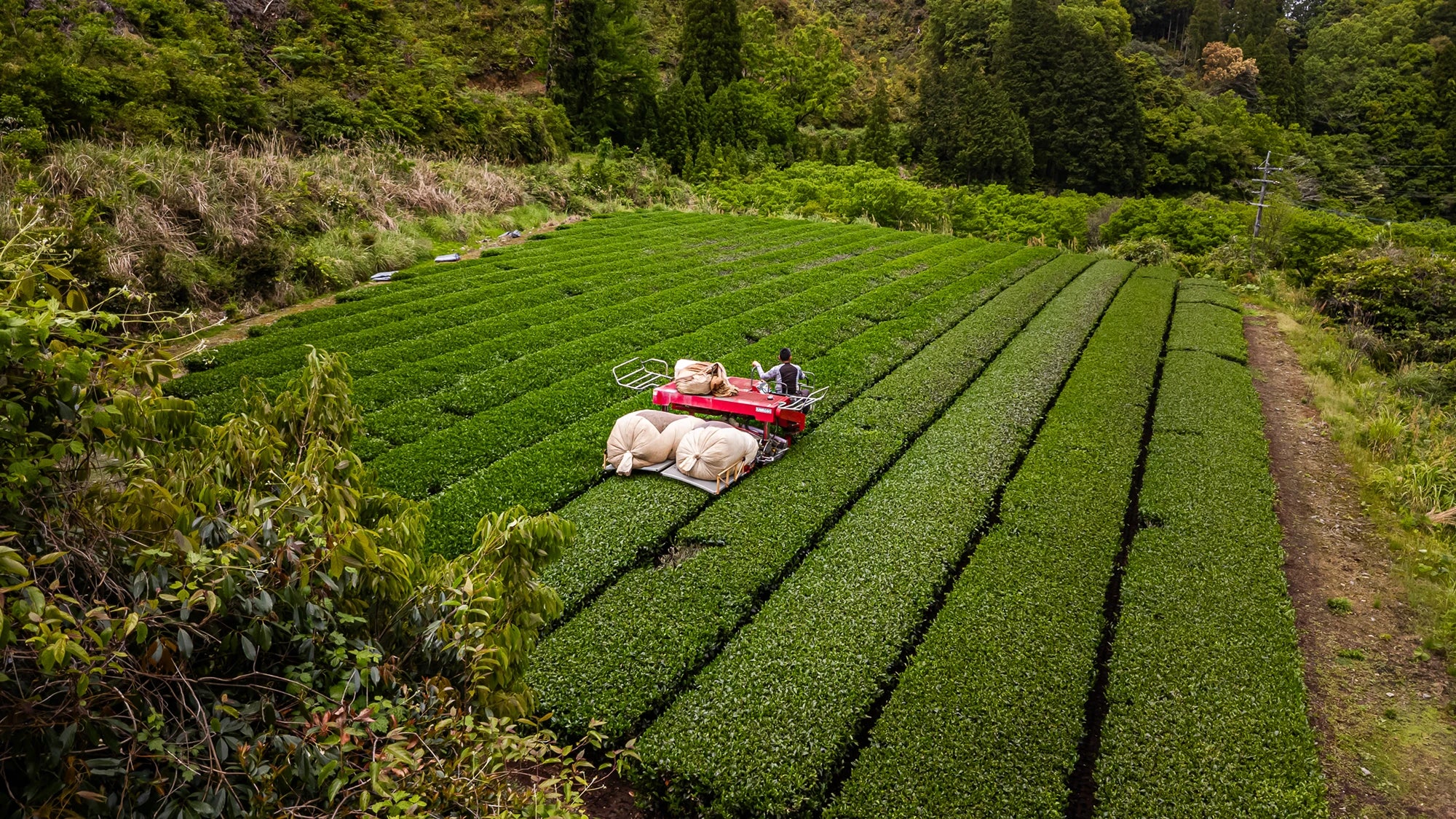 Aerial view of green tea farm with harvesting machine and linen sacks.