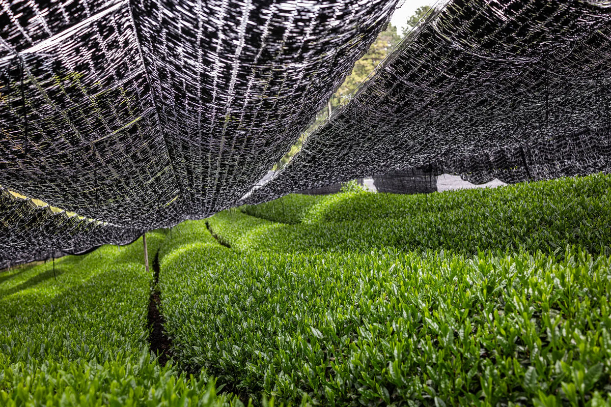 A large black mesh shade net suspended over rows of lush green tea plants in a tea plantation.