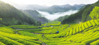 Green tea plantations with misty mountains in the background